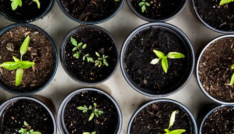 Growing Vegetables