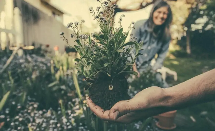 Gardening